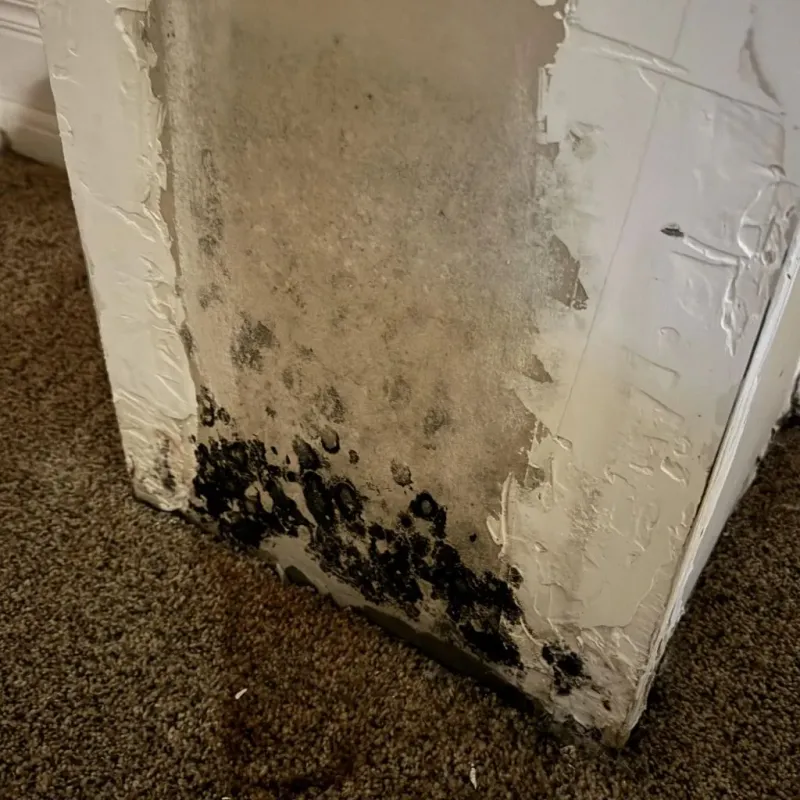 Professional Mold Removal in Wheeling, WV